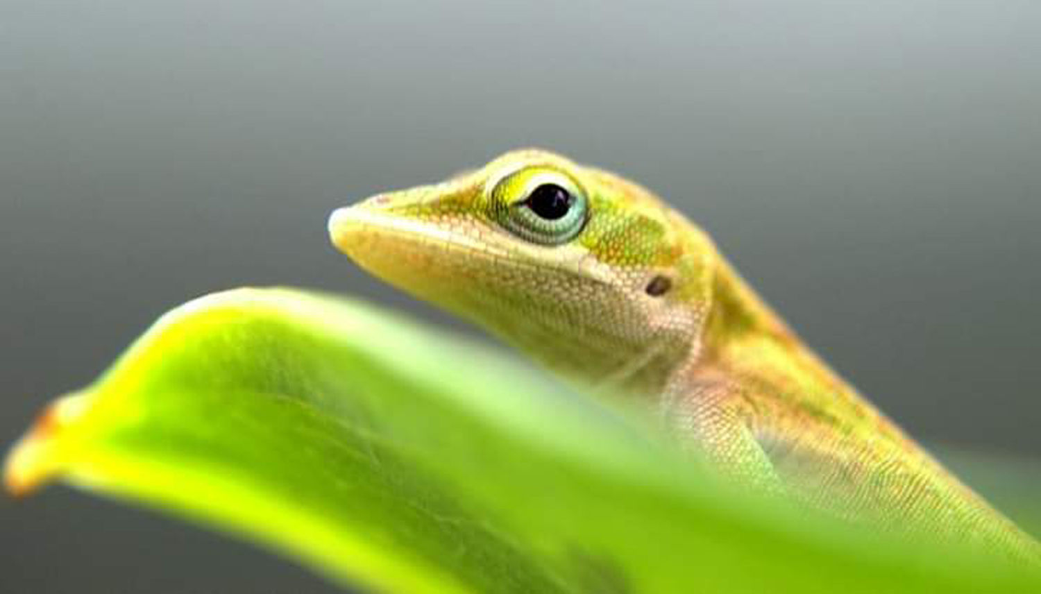 Baby anole